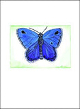 Blue Butterfly