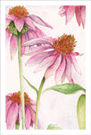 Grateful Echinacea